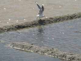 mouette