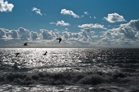 ocean-iledere