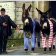 Chaque été, les ânes en culotte de l’île de Ré se rendent à la Barbette (Saint-Martin de ré) pour permettre aux enfants de faire une promenade autour du parc à […]