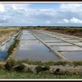 La vie des marais salants sur l’ile de ré Au printemps, le saunier a nettoyé sa part du russon d’écour, coupé brandes, tamarins et palissiats, curé le mort avec son […]