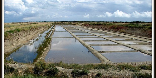 La vie des marais salants sur l’ile de ré Au printemps, le saunier a nettoyé sa part du russon d’écour, coupé brandes, tamarins et palissiats, curé le mort avec son […]