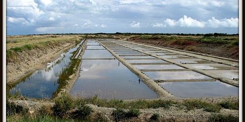 La vie des marais salants sur l’ile de ré Au printemps, le saunier a nettoyé sa part du russon d’écour, coupé brandes, tamarins et palissiats, curé le mort avec son […]