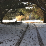 Le chemin des mouettes (Marie Brisdoux)