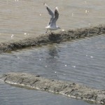 Une mouette à Ré - Corinne Stauffer