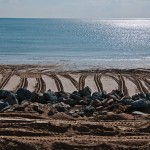 Plage à Ré - Fred Blum