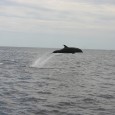 Les faits divers de 2013 Crédits photos L’Île de Ré vit à l’image du continent et possède, à son instar, son lot de faits divers dont les accidents de l’été, […]